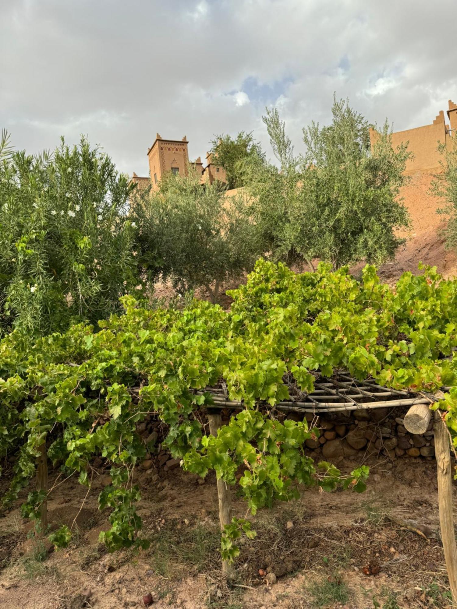 Kasbah Ait Benhadda Hotel Skoura Ngoại thất bức ảnh